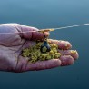 Bait Bomb 24g 2-Pack Frenzee FXT