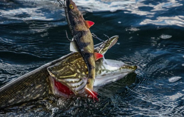 Predator Fishing